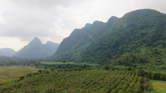 Orchard Rows And Plantation Fields At Phong Nha Framed By Towering Karst Peaks, Pastoral Agricultural Foreground With Textured Canopy And Distant Limestone Silhouettes Under Soft Light