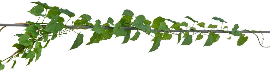 Fototapeta premium Vine plant, Branch creeper leaf green, Liana tropical nature.