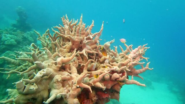 Fingered fan corals form an intricate habitat for small reef fish in the clear blue waters of Fiji, showcasing vibrant tropical biodiversity and delicate marine life