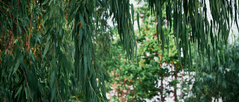 Eucalyptus leaves. branch eucalyptus tree nature background