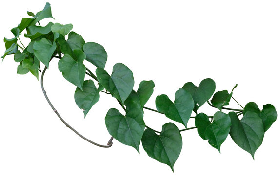 Vine plant, Branch creeper leaf green, Liana tropical nature.
