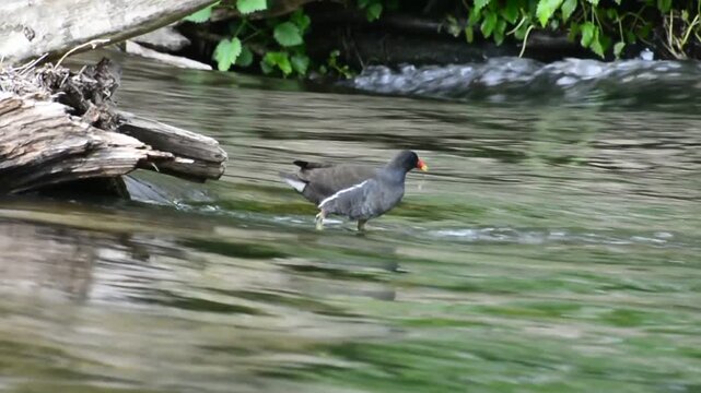 Common moorhen diving for food in a fast flowing river stream, real time close up