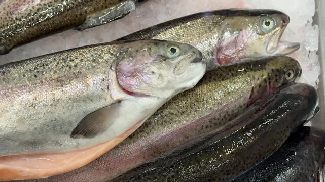 Fresh frozen sea trout on ice, rows of whole trout on shallow crushed ice at seafood counter, silvery scales glistening under shop