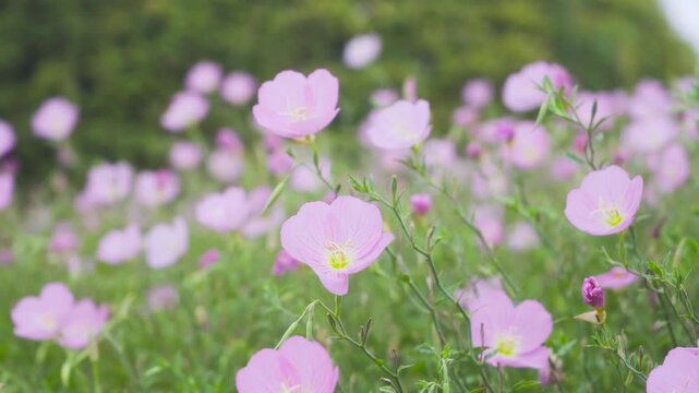 Beautiful pink evening primrose flowers blooming in a lush green meadow