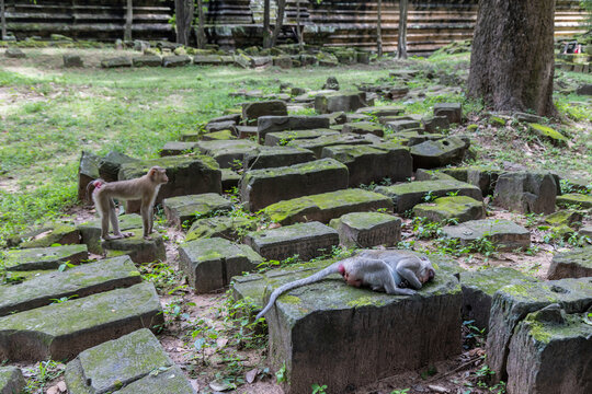 Two monkeys rest among ancient moss-covered stones at the Ta Prohm temple complex in Siem Reap, Cambodia. The temple is famous for the trees growing out of its ruins.