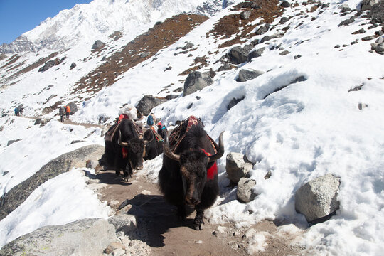 Group of Yaks carrying goods along the route to Everest Base Camp in the Himalayan Mountains of Nepal. Sagarmatha national park, trek to Everest base camp - Nepal Himalayas