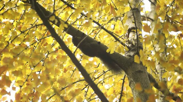 Dark squirrel on ginkgo tree branch with yellow autumn leaves