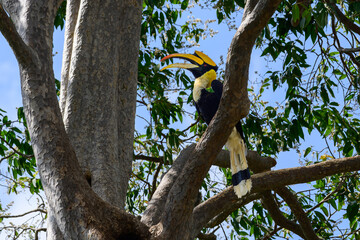 A majestic great hornbill perched on a large tree branch with its beak open, surrounded by green leaves against a blue sky background in the wild. © Komin