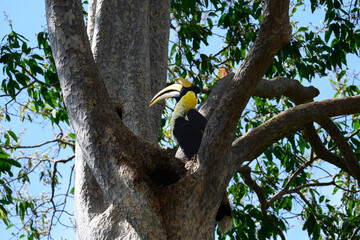 A female great hornbill with its distinct white iris perched near its tree hollow nest in a tropical forest against a bright blue sky background. © Komin
