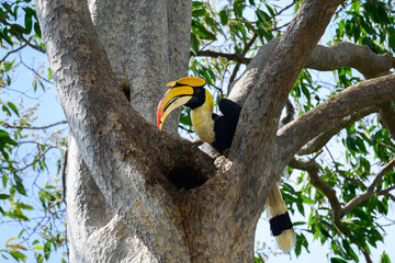 A great hornbill perched near a tree hollow nest, looking down with its large yellow beak in a tropical forest against a clear blue sky. © Komin