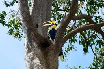 A male great hornbill with red eyes perched on a branch near a tree hollow nest, opening its bill in a tropical forest against a clear blue sky. © Komin