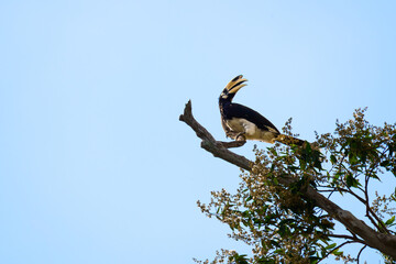 An oriental pied hornbill perched on a high dry branch with its beak open against a clear blue sky background in a tropical forest. © Komin