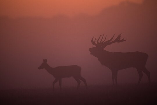 Red Deer (Cervus elaphus), stag, Copenhagen, Denmark
