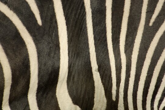 Coat of zebra, grevyzebra, detail