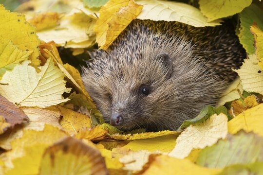 European hedgehog (Erinaceus europaeus) adult animal amongst fallen autumn leaves, Suffolk, England, United Kingdom