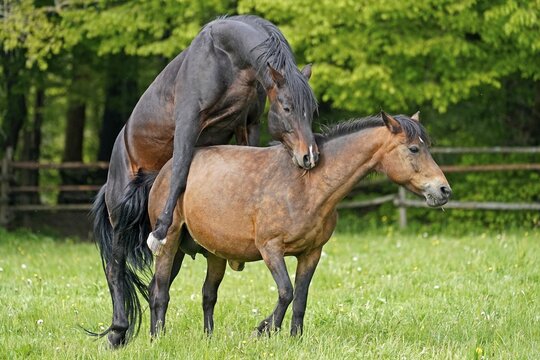 House horses, pairing on the pasture, Germany
