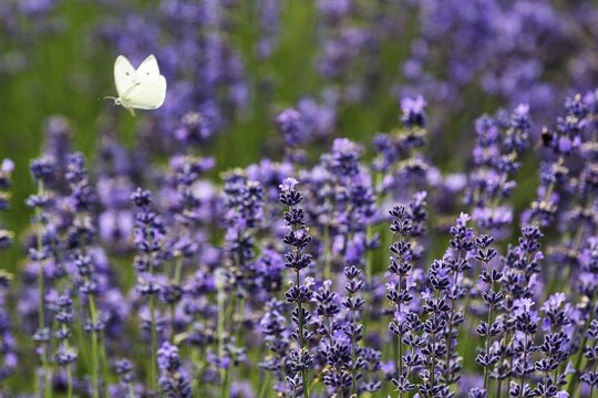 Cabbage butterfly (Pieris brassicae) flying, motion blur, lavender flower, lavender fields Fromhausen, Detmold, East Westphalia-Lippe, North Rhine-Westphalia, Germany