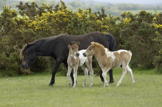 Shetland Pony south west England