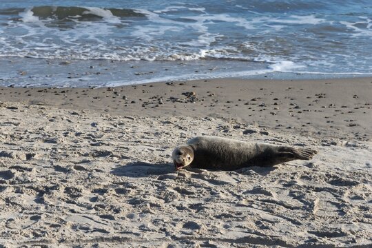 Seal on the beach, Baltic Sea, Kattegat, Grenen, Skagens Gren, Skagen, North Jutland, Jutland, Denmark