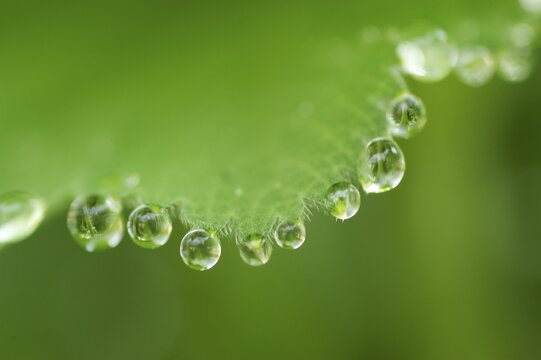 Dew drops on lady's mantle leave ( Alchemilla mollis )