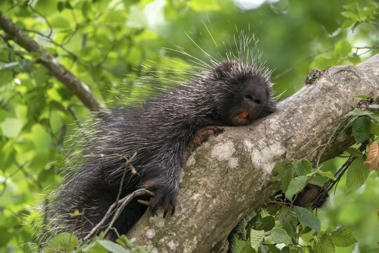 North American porcupine (Erethizon Dorsatum) sleeping on branch, Germany