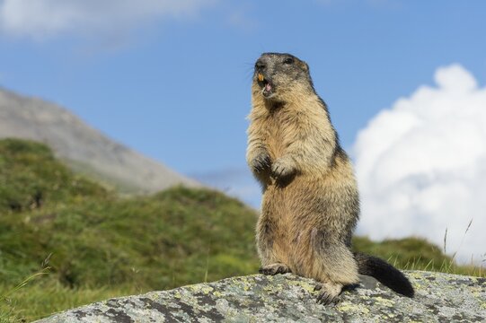 Marmot (Marmota marmota) in the Alps, warning call, whistles, Hohe Tauern National Park, Austria