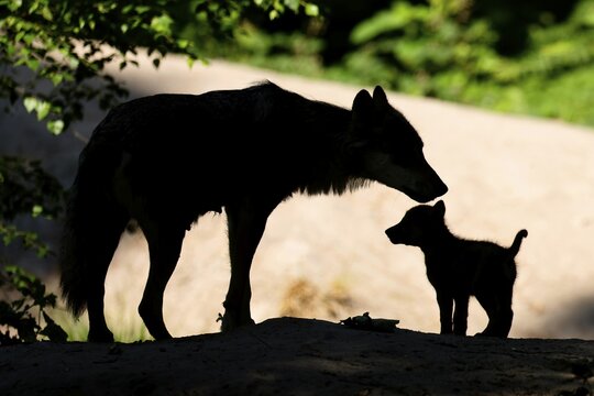 European gray wolf (Canis lupus) alpha wolf with pups, Germany
