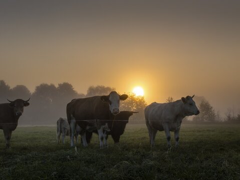 Cattle (Bos taurus) in autumn mist at sunrise on pasture, Spreewald, Brandenburg, Germany