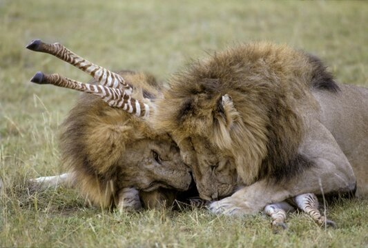 Two male lions (Panthera leo) killing a young zebra, Masai Mara, Kenya, Africa