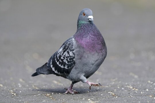 City dove (Columba livia forma domestica) mating on a path, Germany