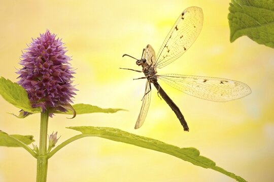 Euroleon nostras (Euroleon nostras), in flight, on Herb hyssop (Hyssopus officinalis), Germany