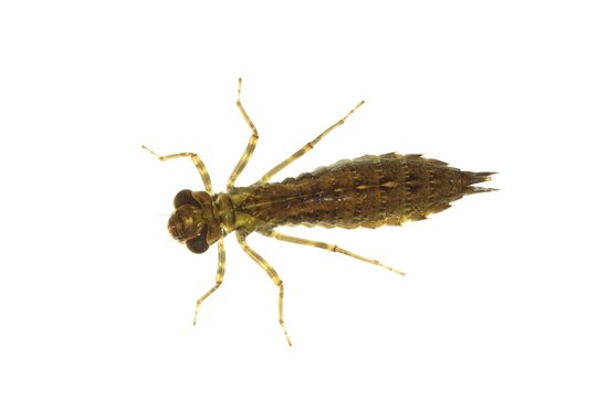 Dragonfly larva of a Southern Hawker or Blue Darner (Aeshna cyanea)