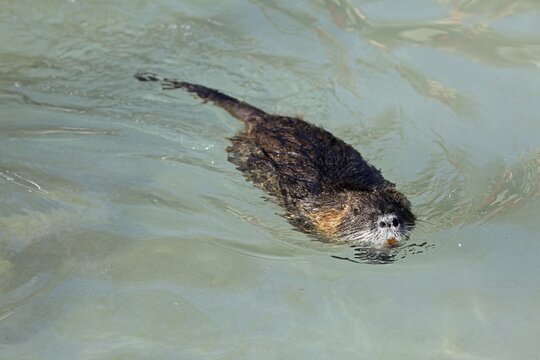 Coypu, River Rat or Nutria (Myocastor coypus), floating, Poing, Upper Bavaria, Bavaria, Germany