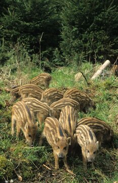 Wild Boar piglets (Sus scrofa)