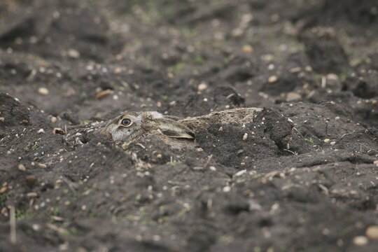 European Hare or Brown Hare (Lepus europaeus) in a furrow