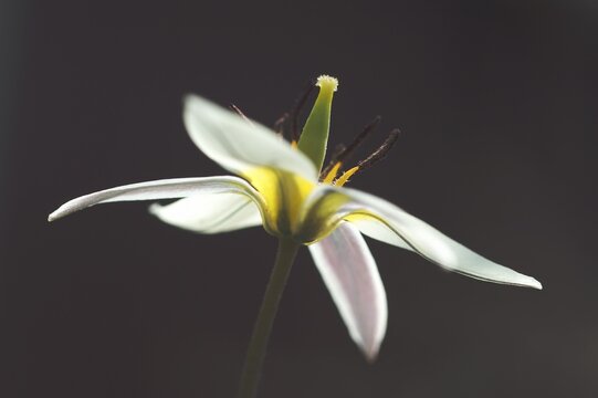Tulip tulipa tarda