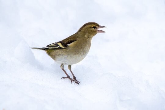 Common chaffinch (Fringilla coelebs), female, sitting on snow-covered ground, Terfens, Tyrol, Austria