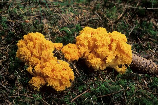 Changle (Ramaria flava), Allgaeu, Germany, Europe
