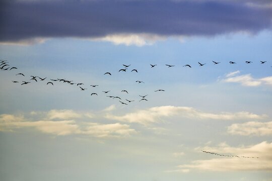 Cranes flying, grey crane (Grus grus), bird migration, evening sky, Rehdener Geestmoor, Diepholzer Moorniederung, D&uuml;mmer nature park Park, Diepholz, Lower Saxony, Germany