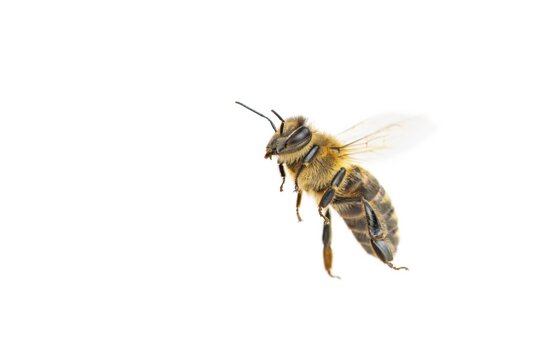 Honey bee (Apis mellifera), insect, cropped background, Vechta, Lower Saxony, Germany