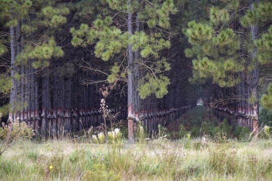 Large plantation of Pines (Pinus) with detached tree bark or resin batches for resin extraction in the swamp area of Esteros del Iber&aacute;, Corrientes Province, Argentina