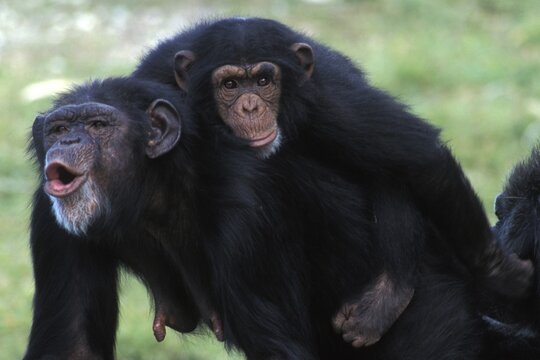 Chimp chimpanzee Pan troglodytes