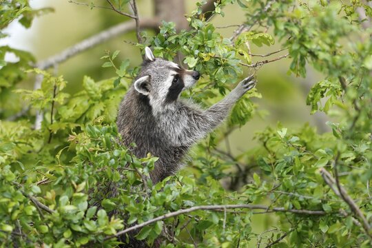 Raccoon (Procyon lotor) climbing a tree, Germany