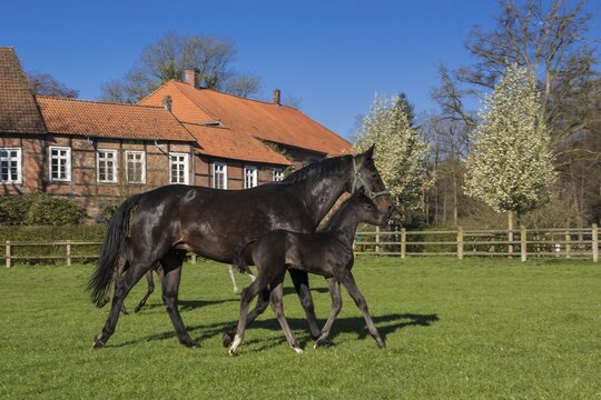 Horses at Gut F&uuml;chtel in Vechta, Oldenburger M&uuml;nsterland, Lower Saxony, Germany