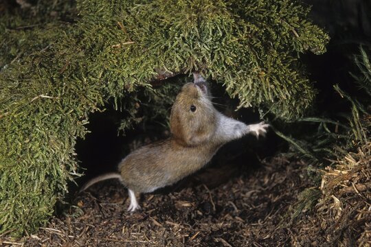 Bank Vole (Clethrionomys glareolus)