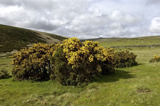 Whin Ulex europaeus near Two Bridges Dartmoor National Park Devon England