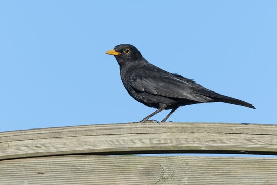 Blackbird (Turdus merula), male sitting on a garden fence, Lower Saxony, Germany