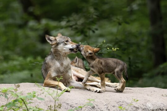 European gray wolf (Canis lupus) alpha wolf with pups, Germany