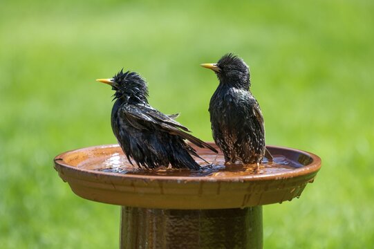 Common starling (Sturnus vulgaris) standing in the shallow water of a bird bath, Lower Saxony, Germany