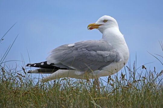European herring gull (Larus argentatus), adult animal stands in the grass, Helgoland, Schleswig-Holstein, Germany